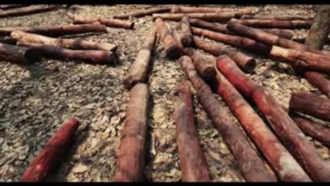 Zambia announced the suspension of logging and exporting blood sandalwood!