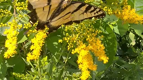 Eastern tiger swallowtail