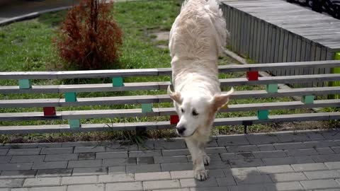 the beauty of slow motion - a dog jumping over the fence in a modern city