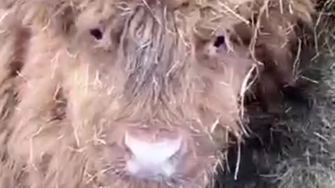 Beautiful cow 🐄 trending video