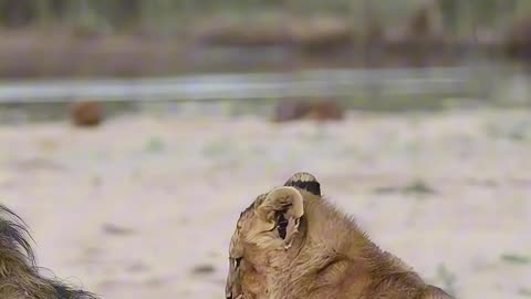 Tiny Lion Cub Climbs on Big Lion