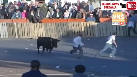 Dangerous Bull Fight Accidents Compilation Lucky and Funny People Fail Video Clips