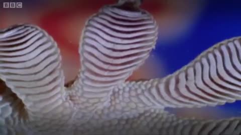 A Sticky Gecko | Space Age Reptiles | BBC Earth