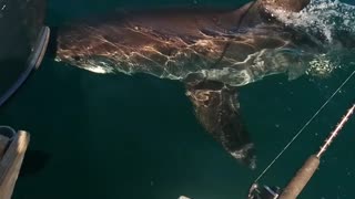 Fishing Boat Spots A Great White Shark