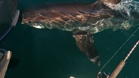 Fishing Boat Spots A Great White Shark