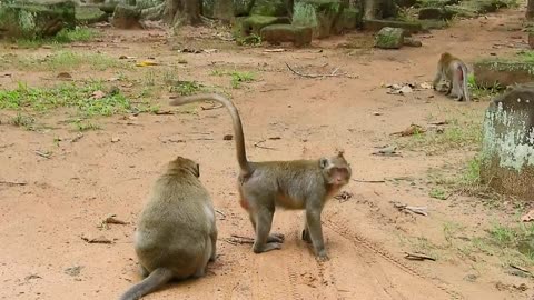 The monkey how to play with another monkey's tail !!