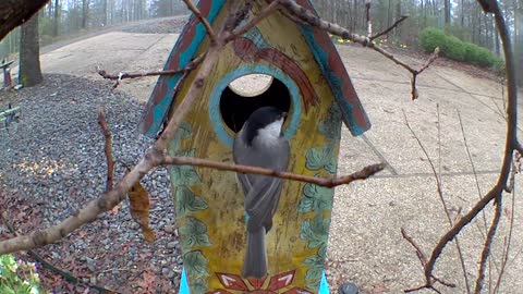 chickadee checking out bird house