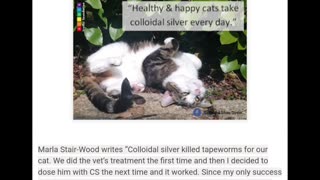 Colloidal silver for cats