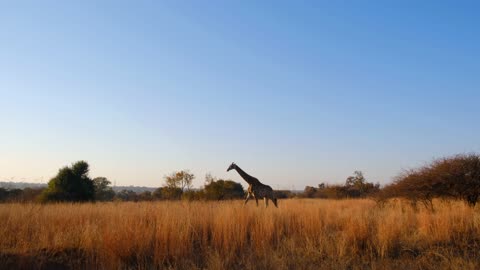 Giraffe Walking on an Open Field