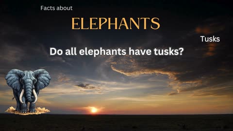 Elephant Fact 7 - Do all elephants have tusks?