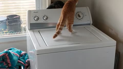 Cat checking out washer