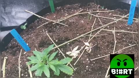 2x4 No-Till Living Soil - Update #1