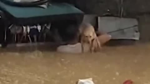 Hero Rescues Dog Trapped In Flood Water 🤣😁