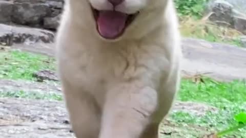 Beautiful Funny White Dog Cute Dog