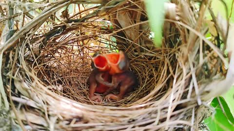 BIRD: Nestling