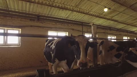 Cow herd in cowshed. Black and white cows. Animals bred for meat. Livestock brings profits