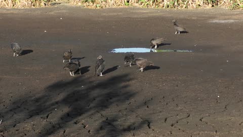 Black vultures in Florida during a dry season