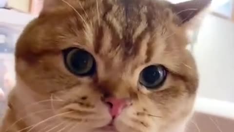 The Funniest Cat Videos on the Internet 🤣🐱