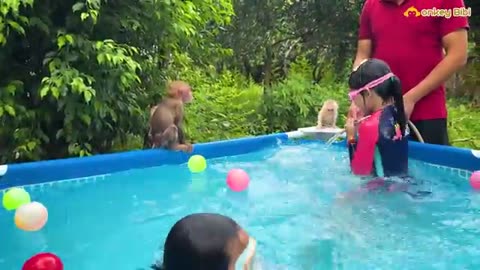 Bibi_and_the_baby_monkey_compete_in_swimming_with_Chip_and_Xuka