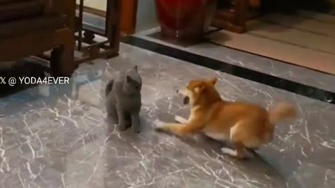 Best Funny Video: Dog and Cat Face Off in Hilarious Standoff! 🐶🐱