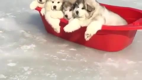 ice skating dog