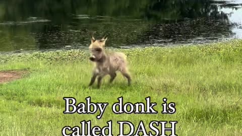 Baby donkey🫏🫏