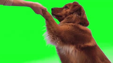 Green screen dog training | Puppy hand shake video|