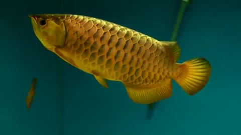 24k gold arowana