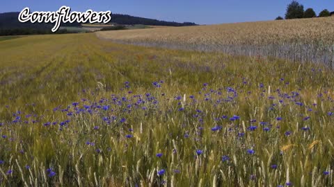 Cornflowers