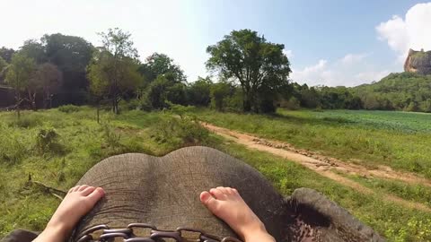 Aerial view of elephant ride with little girls legs resting on elephants head