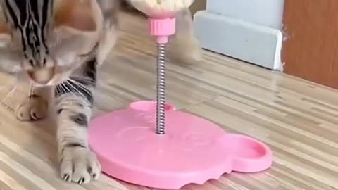 The Ultimate Viral Cat Video