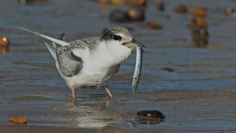 The Little Tern: Close Up HD Footage (Sternula albifrons)