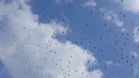 Herd Of Birds Wing In Sky Morning Invasion