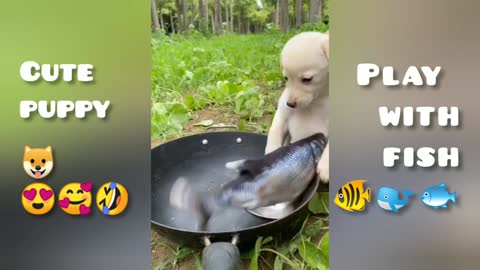 Cute puppy🐶 playing with fish🐠🐋🐟