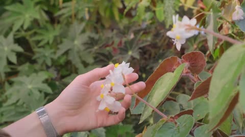 Relieve stress：A beauty smelling the unpicked flowers of plants