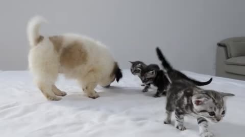 Puppy Meets Kitten For The First Time