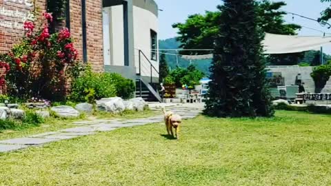 Runnig dog slow motion