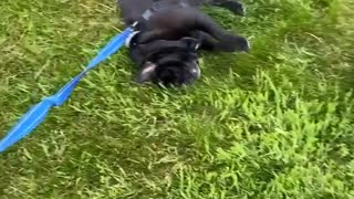 Pug Decides to End Walk