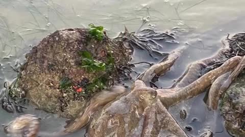 Huge octopus spotted along Changi shoreline