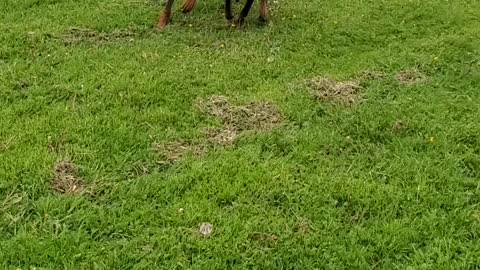 A day with mom in an open field