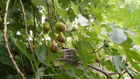 The Mouse and the Fig in the Flemish Tasty Forest