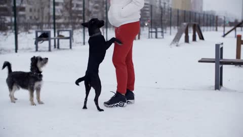 Cute funny dogs jumping and eating food outdoors at wintertime