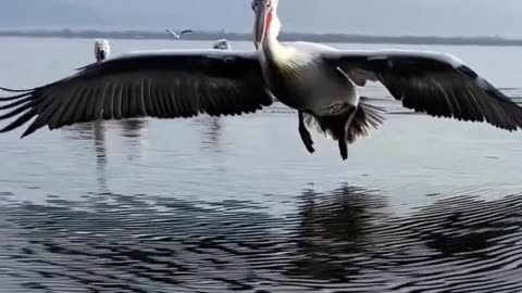 The Dalmatian pelican largest freshwater birds in the world.