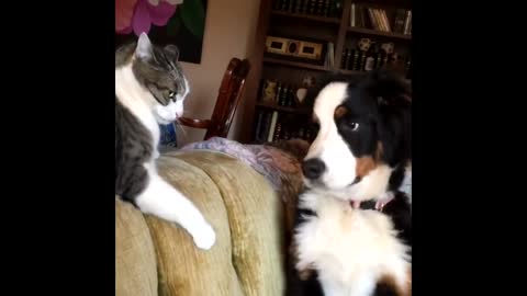 Cats and Dogs - Compilation