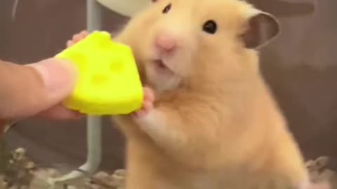 Greedy hamster