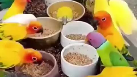 Colourful birds