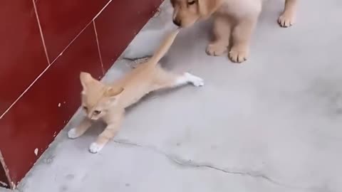 Puppy wants to play with the cat ..............