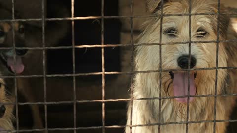 Homeless Dogs Behind bars