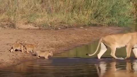 A Lioness teaches cubs, Mothers teach us everything being careful ,loving and facing our fears.