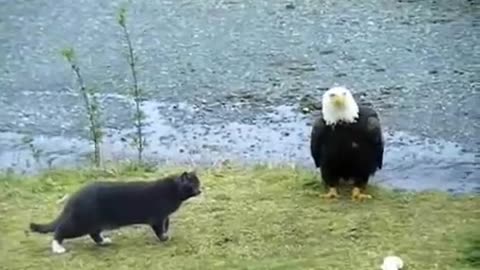 Hilarious Cat vs Eagle thoughts